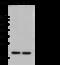 Phospholipase A2 Group XIIB antibody, 106288-T32, Sino Biological, Western Blot image 