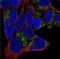 Isochorismatase Domain Containing 2 antibody, NBP1-82074, Novus Biologicals, Immunocytochemistry image 