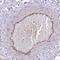 Protein C Receptor antibody, NBP1-88168, Novus Biologicals, Immunohistochemistry frozen image 