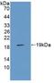 RAGE antibody, MBS2027218, MyBioSource, Western Blot image 