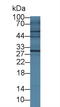 Interleukin 4 Receptor antibody, LS-C374306, Lifespan Biosciences, Western Blot image 