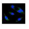 Inositol 1,4,5-Trisphosphate Receptor Type 1 antibody, PB9225, Boster Biological Technology, Immunofluorescence image 