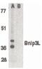 BCL2 Interacting Protein 3 Like antibody, PA5-19958, Invitrogen Antibodies, Western Blot image 