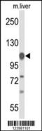 Glycine Decarboxylase antibody, 63-977, ProSci, Western Blot image 