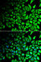 Dipeptidyl Peptidase 7 antibody, abx005047, Abbexa, Western Blot image 