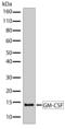 Colony Stimulating Factor 2 antibody, 710163, Invitrogen Antibodies, Western Blot image 