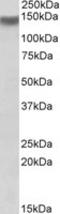 Integrin Subunit Alpha 11 antibody, LS-C139725, Lifespan Biosciences, Western Blot image 