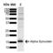 Syn antibody, SPC-800D-A594, StressMarq, Western Blot image 
