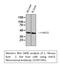 Hydroxyacid Oxidase 1 antibody, M09159, Boster Biological Technology, Western Blot image 