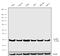 S100 Calcium Binding Protein A6 antibody, 720326, Invitrogen Antibodies, Western Blot image 