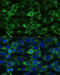 Glutamate dehydrogenase 1, mitochondrial antibody, 23-064, ProSci, Immunofluorescence image 