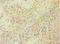 Caspase 1 antibody, A51865-100, Epigentek, Immunohistochemistry paraffin image 