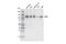 NOP2 Nucleolar Protein antibody, 25017S, Cell Signaling Technology, Western Blot image 