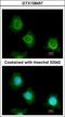 Platelet factor 4 variant antibody, GTX108457, GeneTex, Immunofluorescence image 