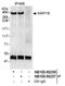 Microtubule Associated Protein 1B antibody, NB100-68256, Novus Biologicals, Immunoprecipitation image 