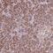 Chloride Intracellular Channel 6 antibody, PA5-64209, Invitrogen Antibodies, Immunohistochemistry frozen image 