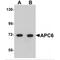 Cell Division Cycle 16 antibody, MBS150859, MyBioSource, Western Blot image 