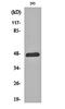 Jun Proto-Oncogene, AP-1 Transcription Factor Subunit antibody, orb159447, Biorbyt, Western Blot image 
