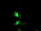 Exosome Component 7 antibody, M11141, Boster Biological Technology, Immunofluorescence image 