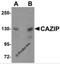 Cardiac zipper protein antibody, 5639, ProSci, Western Blot image 