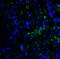 Lymphocyte Activating 3 antibody, RF16086, ProSci, Immunofluorescence image 