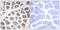 Mitochondrial Ribosomal Protein S18C antibody, GTX87389, GeneTex, Immunohistochemistry paraffin image 