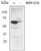 Receptor Interacting Serine/Threonine Kinase 2 antibody, 19510-BID002, QED Bioscience, Western Blot image 