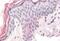 Zic Family Member 5 antibody, MBS242375, MyBioSource, Immunohistochemistry paraffin image 