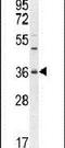 Olfactory Receptor Family 1 Subfamily J Member 4 antibody, PA5-24539, Invitrogen Antibodies, Western Blot image 