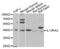 Interleukin 13 Receptor Subunit Alpha 2 antibody, abx001660, Abbexa, Western Blot image 