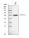 Aldehyde Dehydrogenase 3 Family Member A1 antibody, A01121-4, Boster Biological Technology, Western Blot image 