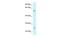 Derlin 3 antibody, PA5-42574, Invitrogen Antibodies, Western Blot image 