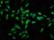 Catenin Alpha 2 antibody, orb415409, Biorbyt, Immunofluorescence image 