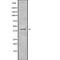 Killer Cell Immunoglobulin Like Receptor, Two Ig Domains And Long Cytoplasmic Tail 5A antibody, PA5-68216, Invitrogen Antibodies, Western Blot image 