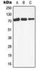Mitogen-Activated Protein Kinase Kinase Kinase 3 antibody, MBS8204530, MyBioSource, Western Blot image 