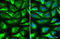 Mitochondrial fission factor antibody, GTX135140, GeneTex, Immunofluorescence image 