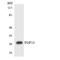 Fibroblast Growth Factor 13 antibody, LS-C291948, Lifespan Biosciences, Western Blot image 