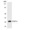 Fibroblast Growth Factor 13 antibody, LS-C291948, Lifespan Biosciences, Western Blot image 
