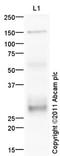 Sclerostin antibody, ab85799, Abcam, Western Blot image 