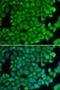 Heat Shock Protein Family B (Small) Member 2 antibody, LS-C346058, Lifespan Biosciences, Immunofluorescence image 
