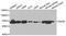 Apoptosis Inducing Factor Mitochondria Associated 1 antibody, LS-C332175, Lifespan Biosciences, Western Blot image 