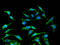 Interferon Alpha 2 antibody, A53753-100, Epigentek, Immunofluorescence image 
