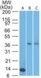 Cytokine Receptor Like Factor 2 antibody, NBP2-22383, Novus Biologicals, Western Blot image 