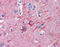 alpha-Tubulin antibody, 51-829, ProSci, Immunohistochemistry paraffin image 