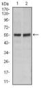 FAS antibody, GTX60557, GeneTex, Western Blot image 