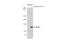 NLR Family Pyrin Domain Containing 3 antibody, GTX133569, GeneTex, Western Blot image 