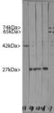 Heat Shock Factor Binding Protein 1 antibody, LS-C204525, Lifespan Biosciences, Western Blot image 