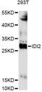 Isopentenyl-Diphosphate Delta Isomerase 2 antibody, LS-C749433, Lifespan Biosciences, Western Blot image 