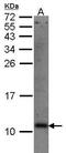 GABA Type A Receptor Associated Protein Like 2 antibody, PA5-27594, Invitrogen Antibodies, Western Blot image 