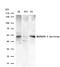 MAPK Activated Protein Kinase 2 antibody, GTX50617, GeneTex, Western Blot image 